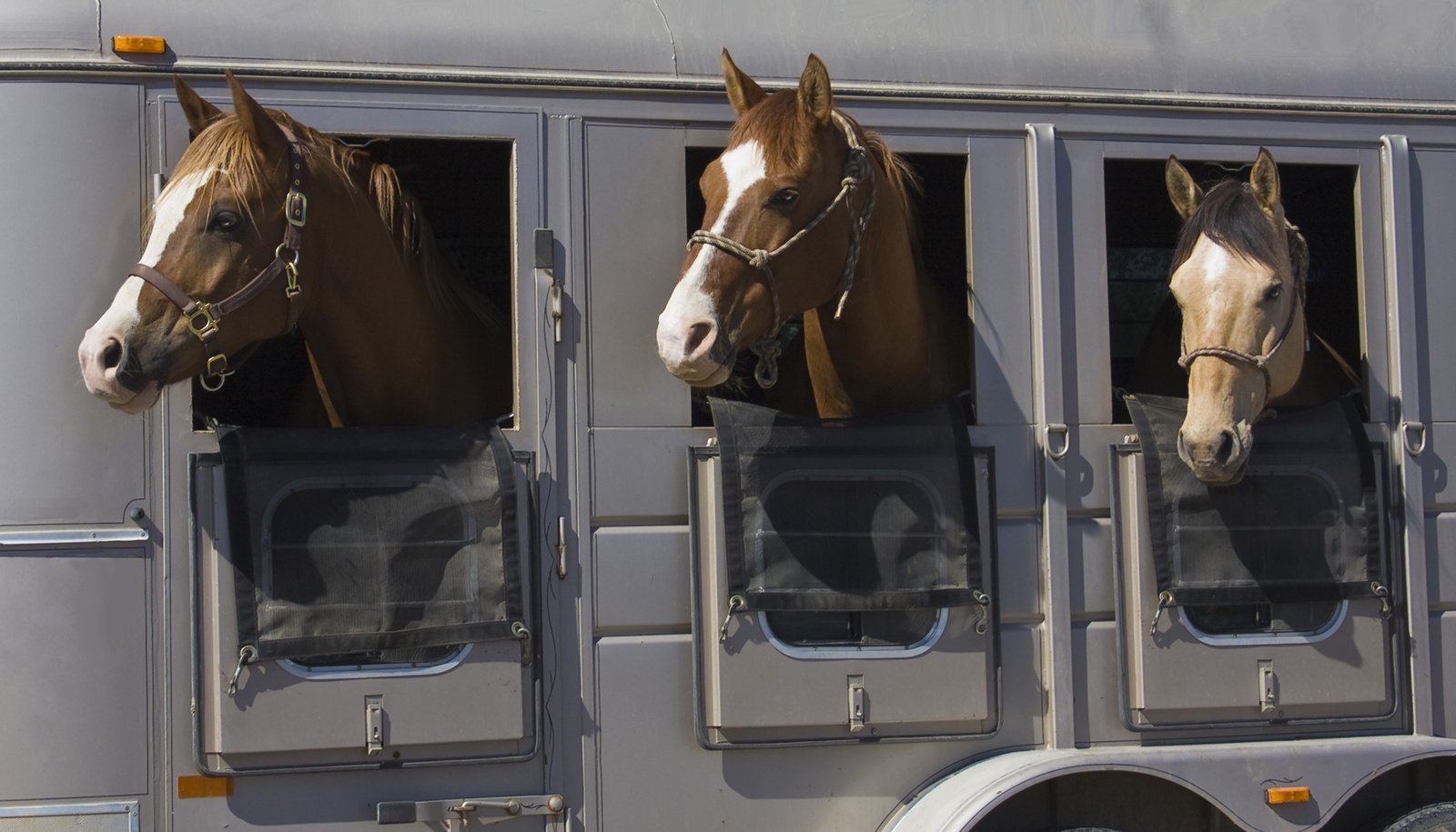 Do I Need Insurance for My Horse Trailer?